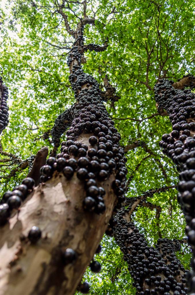 jabuticabeira-fruto-arvores-calçadas