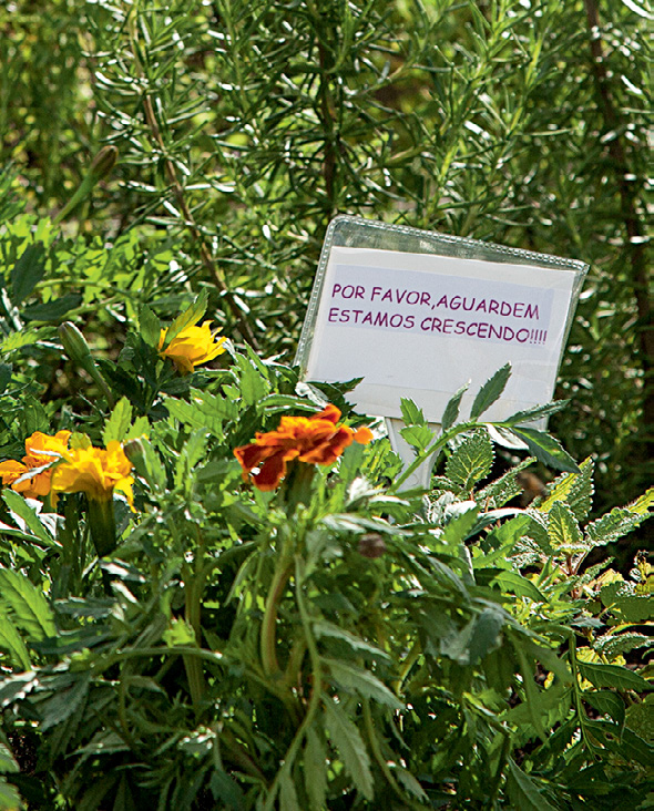 MC0099_MAIS VERDE HORTA (2)-8 MC0099_MAIS VERDE HORTA (2)-8