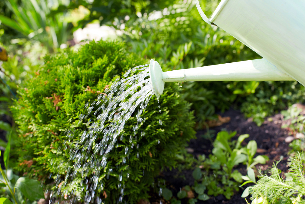 inverno_cuidados_com_plantas_irrigação inverno_cuidados_com_plantas_irrigação
