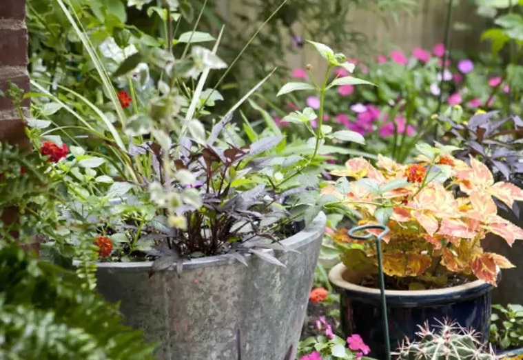 inverno_cuidados_com_plantas_jardim_Kim_Lucian inverno_cuidados_com_plantas_jardim_Kim_Lucian