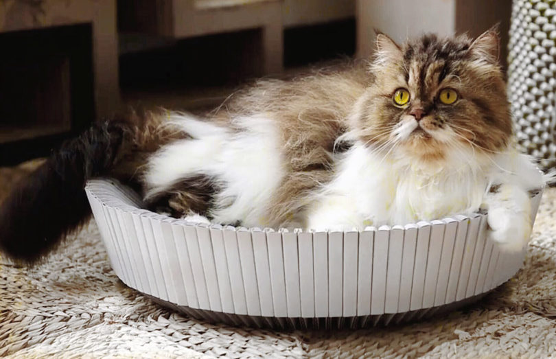 Caminha funcional permite gatos relaxarem e se esfregarem!