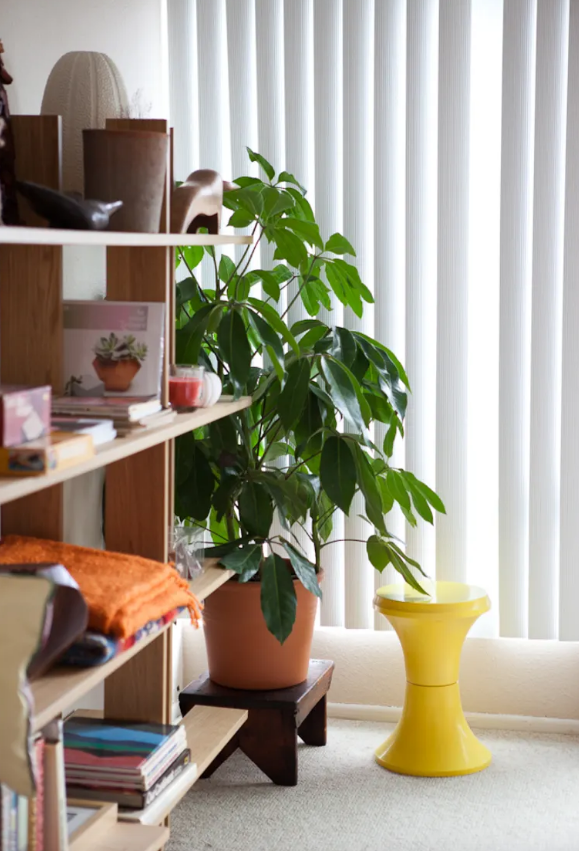 planta; Cheflera-pequena; estante de madeira