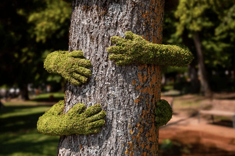 Instalação Tree Hug na França exalta o amor pela natureza