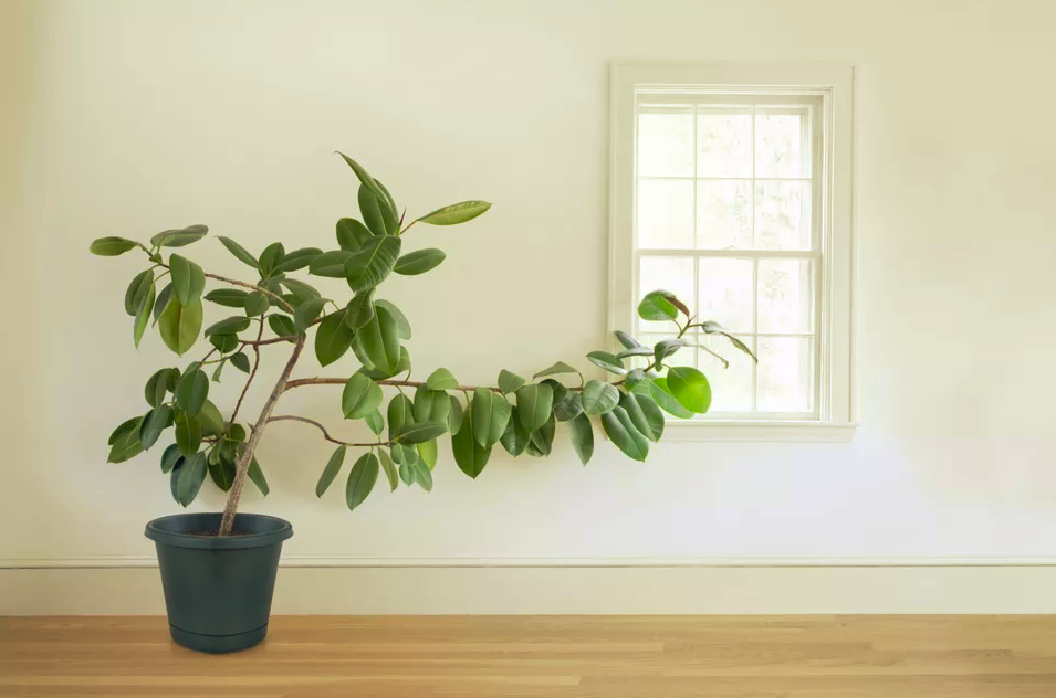Ficus é a nova queridinha dos apaixonados por plantas