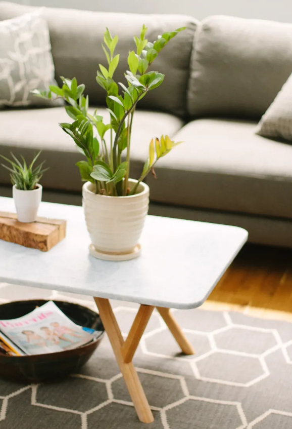 planta; planta zz em vaso branco; mesa branca