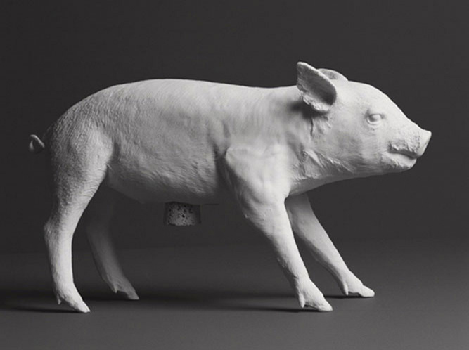 pig-harryallen pig-harryallen