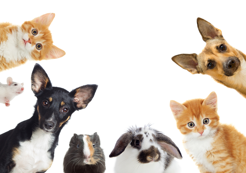 1-13-moveis-e-brinquedos-de-pet-que-você-pode-fazer-neste-fim-de-semana 1-13-moveis-e-brinquedos-de-pet-que-você-pode-fazer-neste-fim-de-semana