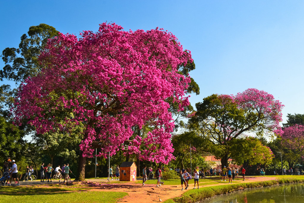 1-como-cuidar-de-plantas-flores-e-da-decoracao-durante-a-primavera 1-como-cuidar-de-plantas-flores-e-da-decoracao-durante-a-primavera