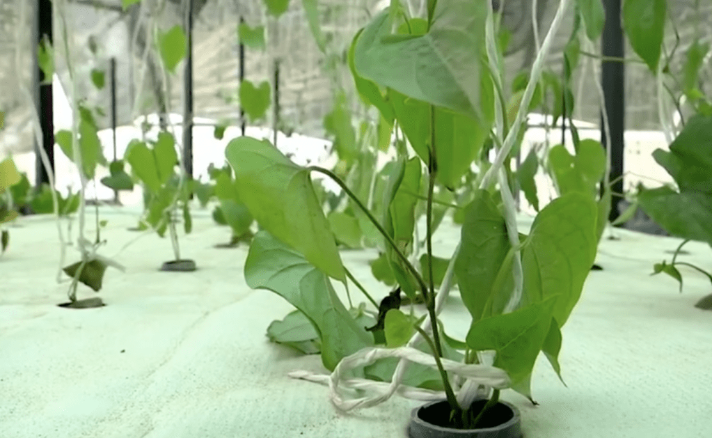 1-fazenda-aeroponica-na-nigeria-cultiva-plantas-sem-solo-ou-agua 1-fazenda-aeroponica-na-nigeria-cultiva-plantas-sem-solo-ou-agua