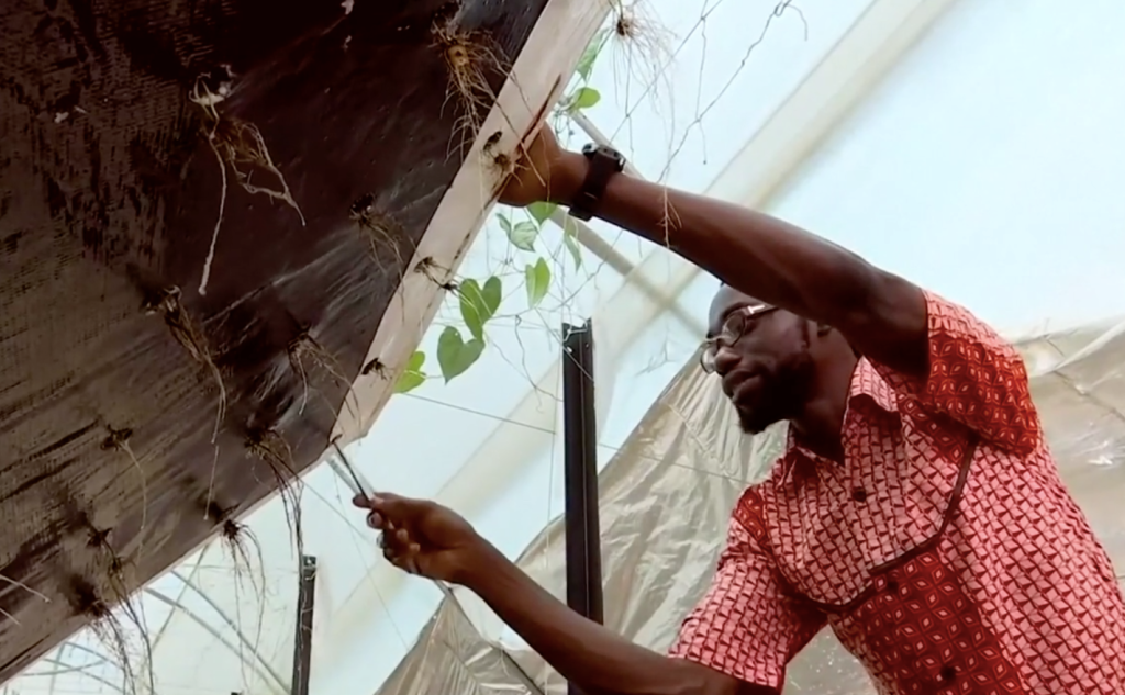 3-fazenda-aeroponica-na-nigeria-cultiva-plantas-sem-solo-ou-agua 3-fazenda-aeroponica-na-nigeria-cultiva-plantas-sem-solo-ou-agua