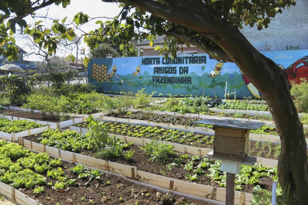 Terreno baldio vira horta comunitária em Curitiba