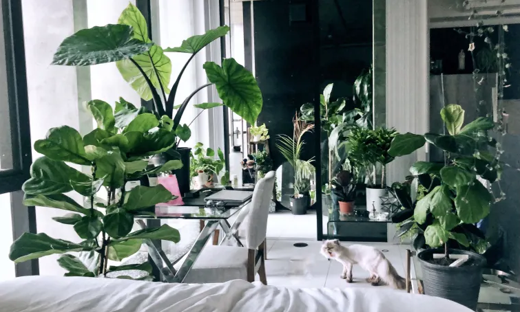 Estúdio de 40 m² possui mais de 50 plantas espalhadas pelo imóvel