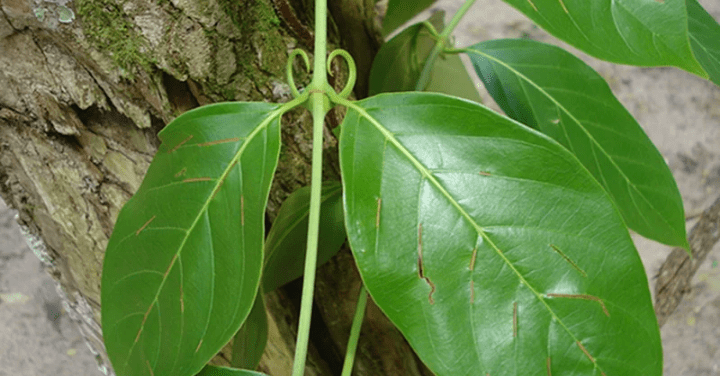 Planta amazônica pode combater tumores e inflamações