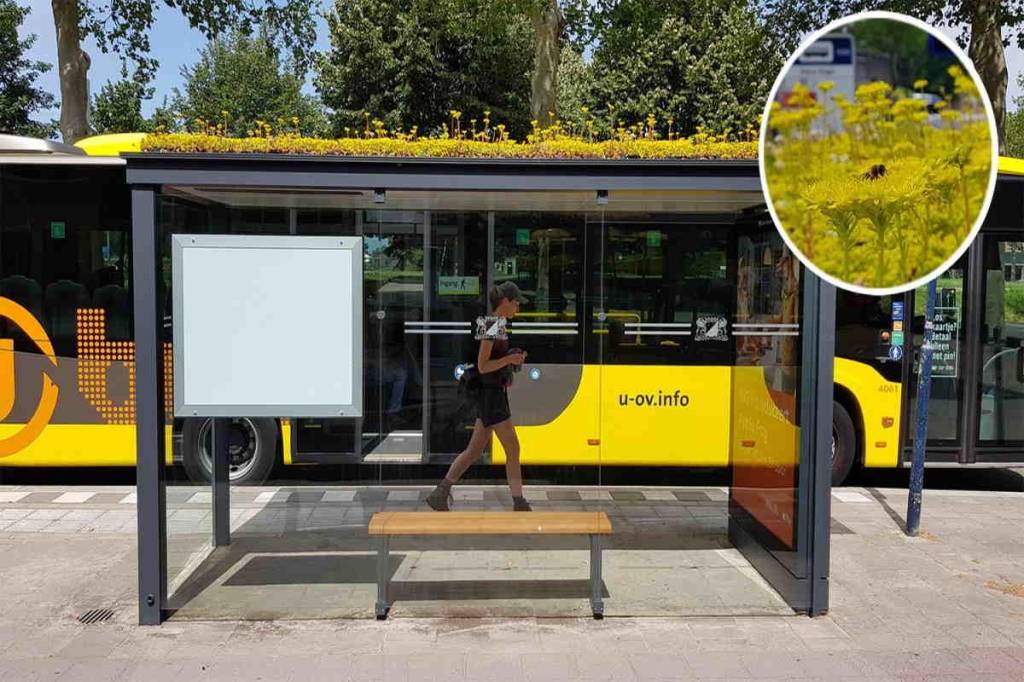 1-holanda-presenteia-abelhas-com-flores-em-pontos-de-onibus 1-holanda-presenteia-abelhas-com-flores-em-pontos-de-onibus