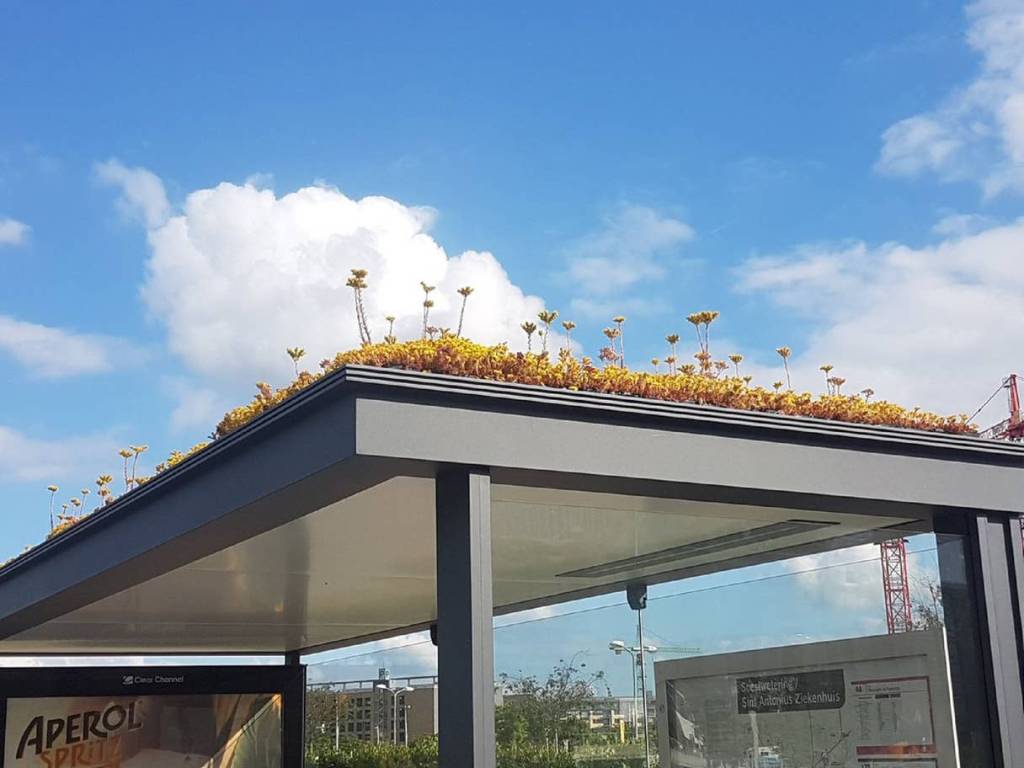 2-holanda-presenteia-abelhas-com-flores-em-pontos-de-onibus 2-holanda-presenteia-abelhas-com-flores-em-pontos-de-onibus