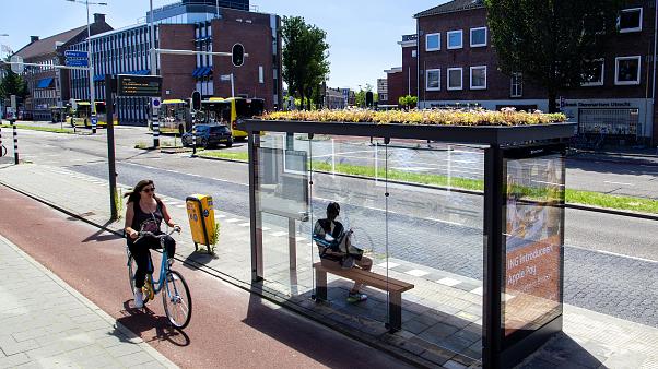 3-holanda-presenteia-abelhas-com-flores-em-pontos-de-onibus 3-holanda-presenteia-abelhas-com-flores-em-pontos-de-onibus