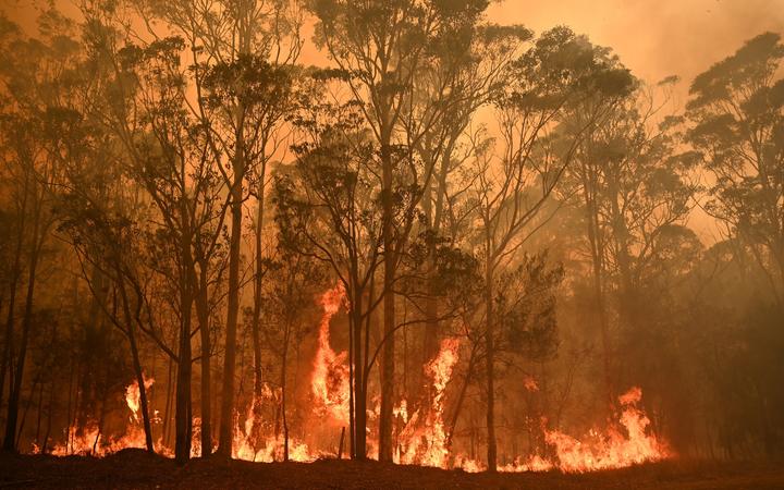fire-australia-trees fire-australia-trees