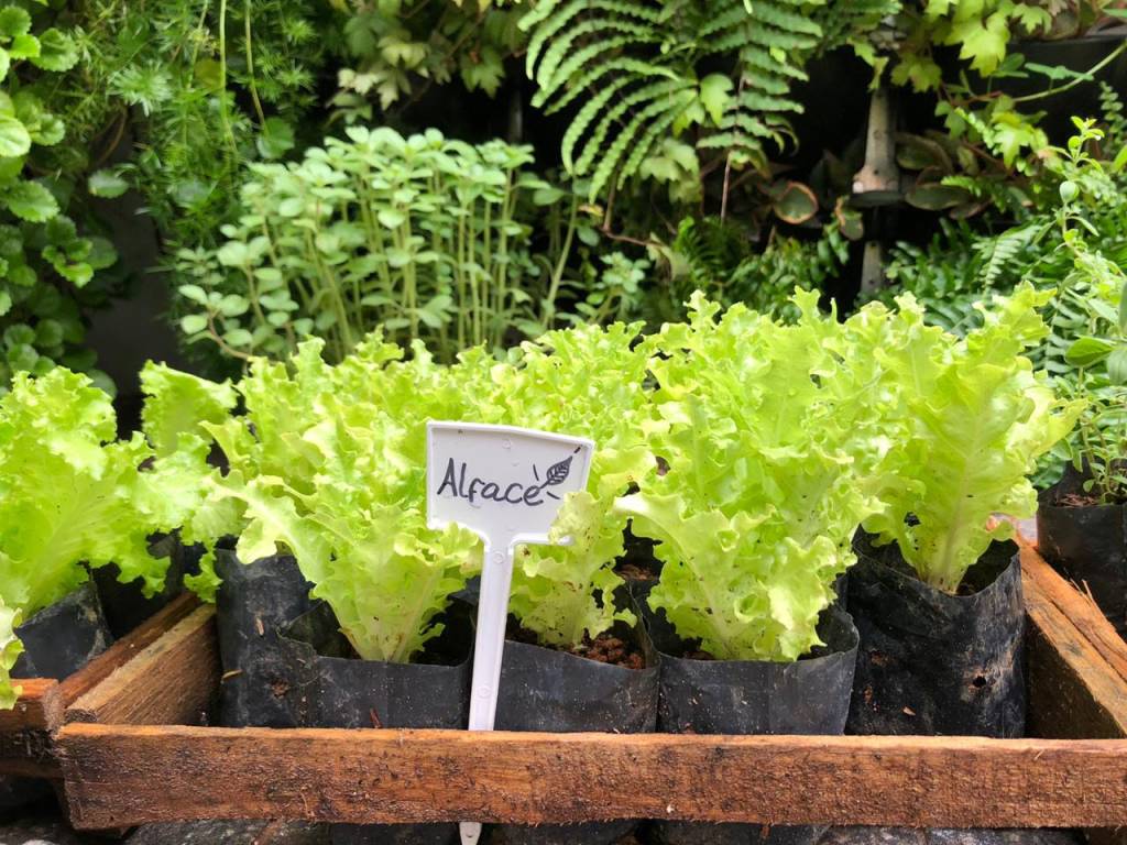 3-5-dicas-para-cultivar-uma-horta-vertical-em-espaços-pequenos 3-5-dicas-para-cultivar-uma-horta-vertical-em-espaços-pequenos