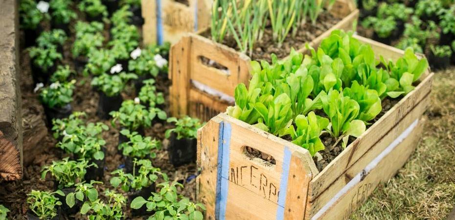 4-5-dicas-para-cultivar-uma-horta-vertical-em-espaços-pequenos 4-5-dicas-para-cultivar-uma-horta-vertical-em-espaços-pequenos