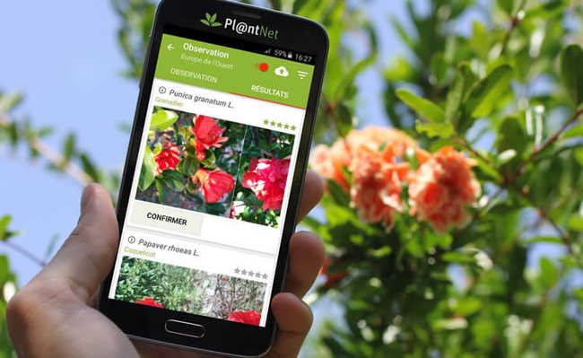 50-650-smartphone-aplicativo-plantnet 50-650-smartphone-aplicativo-plantnet