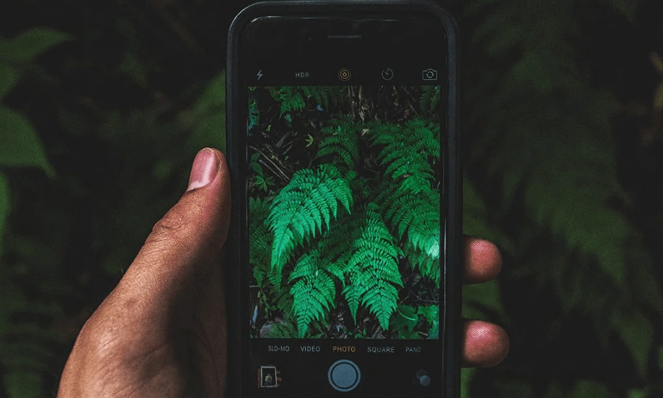 Uma lista de aplicativos para os amantes de plantas