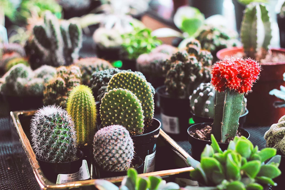 cactos cactos