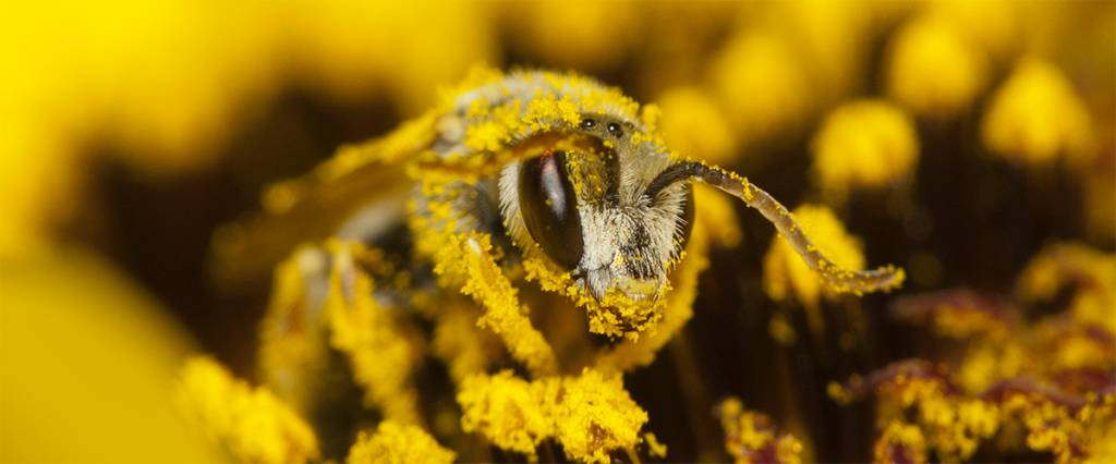 Bee collects nectar and pollen Bee collects nectar and pollen