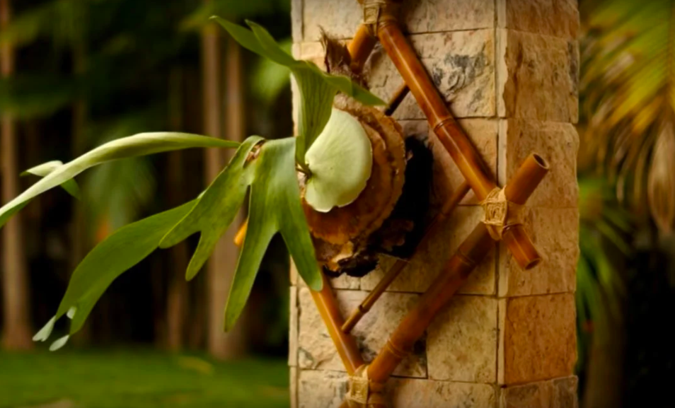 Faça você mesmo suporte para plantas usando bambu