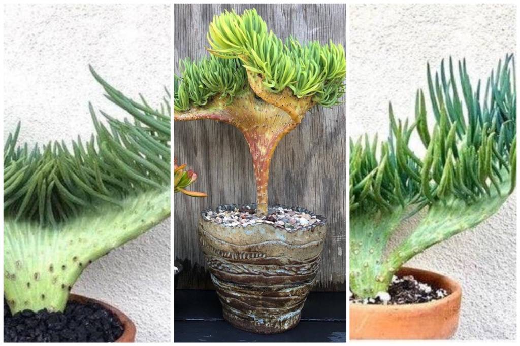 O curioso formato do cacto que lembra a cauda de uma sereia