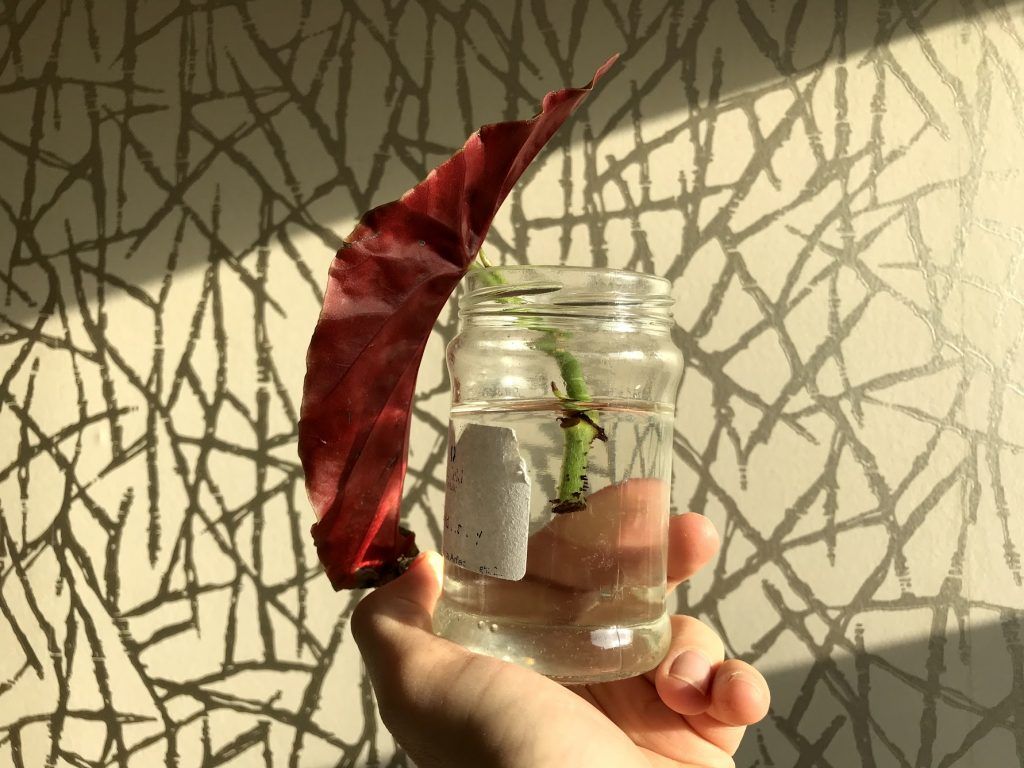 Begonia Maculata leaf and stem rooting in water_ via @plantophiles Begonia Maculata leaf and stem rooting in water_ via @plantophiles