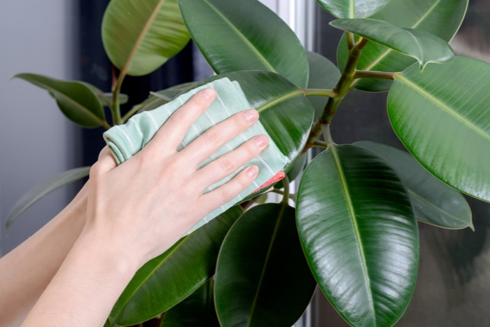 dicas-para-cuidar-de-plantas-casacom-1 dicas-para-cuidar-de-plantas-casacom-1