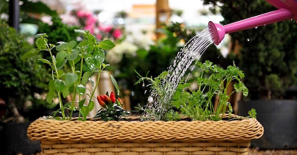 dicas-para-cuidar-de-plantas-casacom-2 dicas-para-cuidar-de-plantas-casacom-2