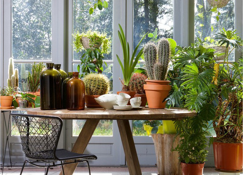 dicas-para-manter-plantas-saudaveis dicas-para-manter-plantas-saudaveis
