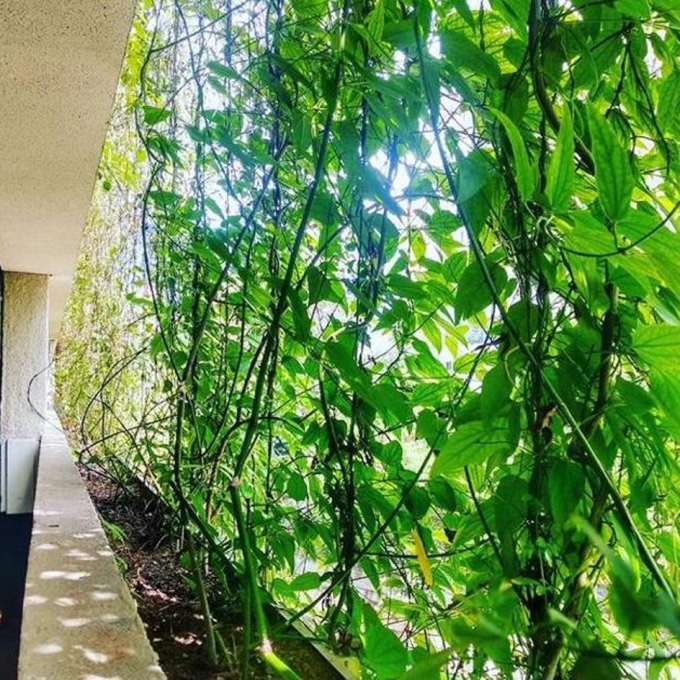 Brise vegetal: o que é e quais os benefícios