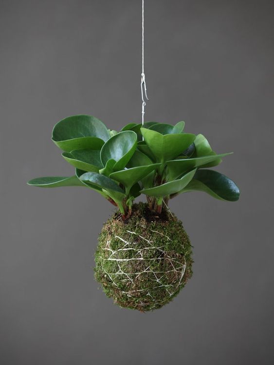 diy-aprenda-a-fazer-uma-kokedama-casa.com-1 diy-aprenda-a-fazer-uma-kokedama-casa.com-1