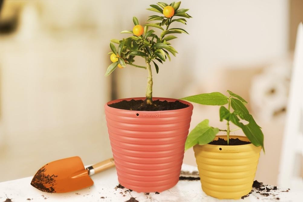 Dicas para cultivar árvores frutíferas em vasos