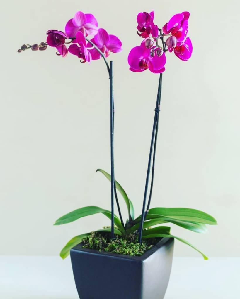 primavera-chegando-entenda-como-escolher-a-flor-perfeita-para-voce-casa.com-2 primavera-chegando-entenda-como-escolher-a-flor-perfeita-para-voce-casa.com-2