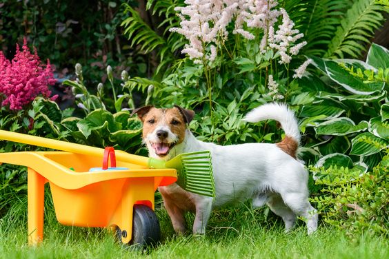 quais-plantas-voce-pode-ter-e-quais-precisa-tomar-cuidado-com-pets-em-casa-2 quais-plantas-voce-pode-ter-e-quais-precisa-tomar-cuidado-com-pets-em-casa-2