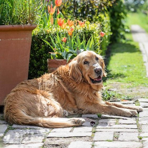 Pets e produtos de limpeza: como evitar alergias nos bichinhos?