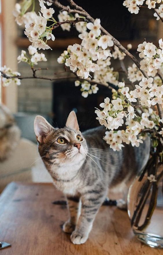 quais-plantas-voce-pode-ter-e-quais-precisa-tomar-cuidado-com-pets-em-casa-casa.com-3 quais-plantas-voce-pode-ter-e-quais-precisa-tomar-cuidado-com-pets-em-casa-casa.com-3