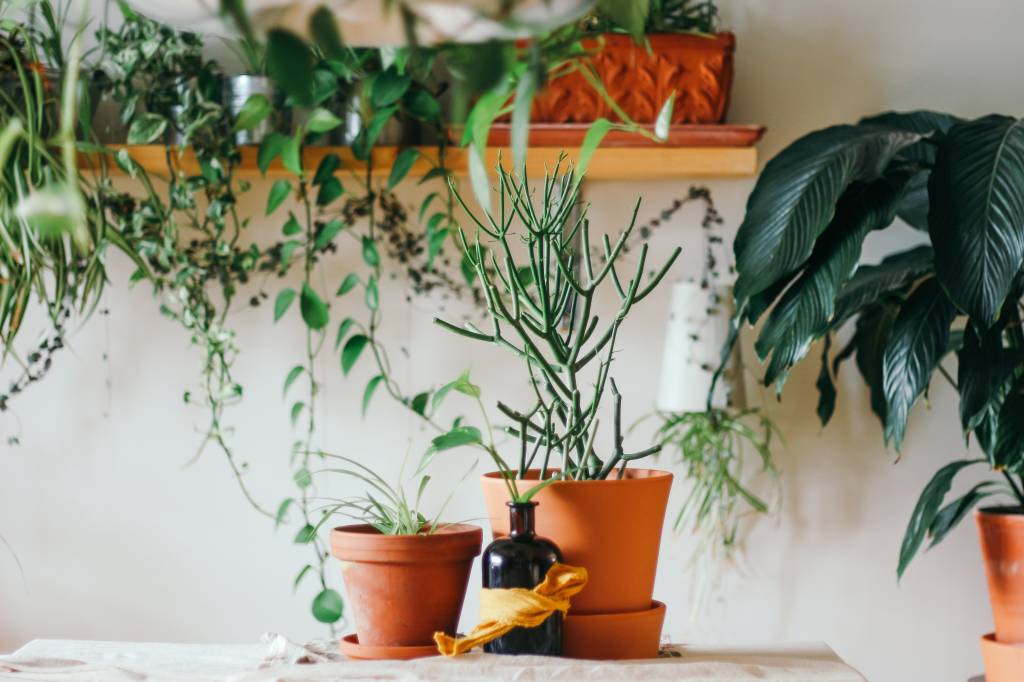 Mesa com dois vasos de plantas e prateleira com plantas ao fundo.