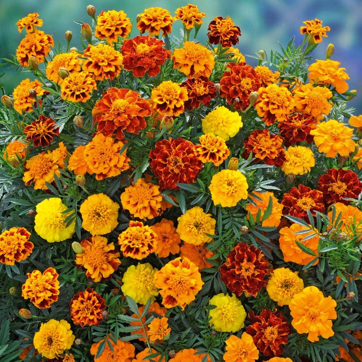 como-cuidar-de-flor-de-cravo como-cuidar-de-flor-de-cravo