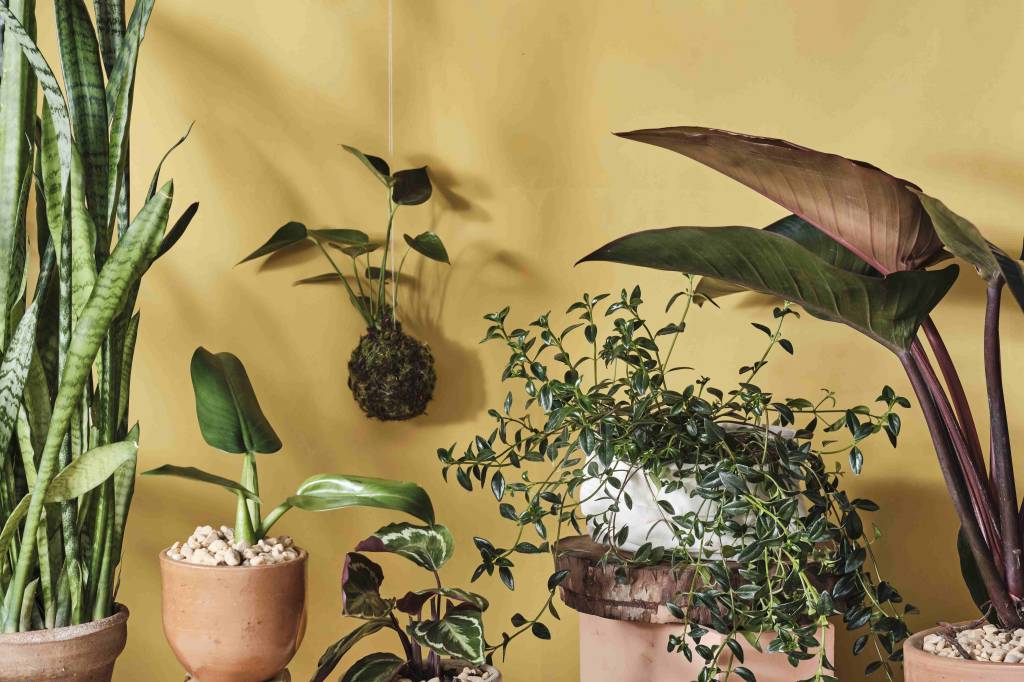 plantas-do-Atelier-Colorato- Klacius-Ank-Laura-Izidoro plantas-do-Atelier-Colorato- Klacius-Ank-Laura-Izidoro