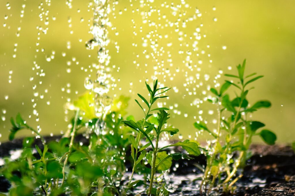 plantas-saudaveis-ciclo-vivo-4 plantas-saudaveis-ciclo-vivo-4