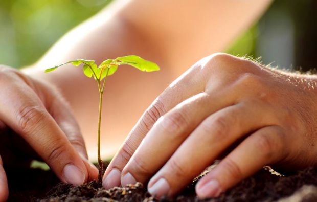 plantas-saudaveis-ciclo-vivo plantas-saudaveis-ciclo-vivo