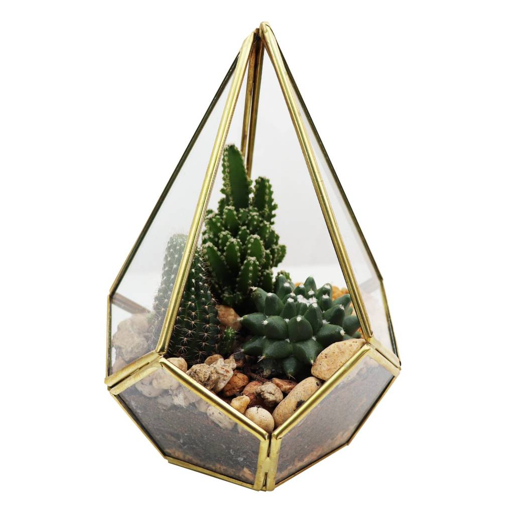 terrario-piramide-presente terrario-piramide-presente