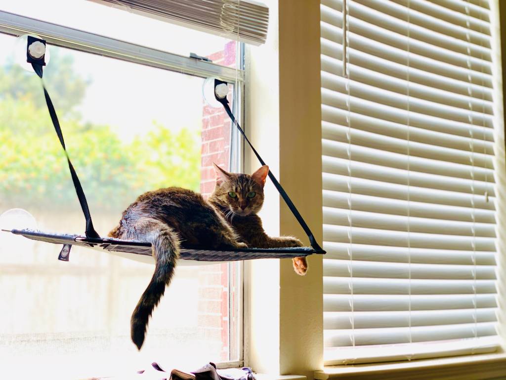 caminha-para-gato-na-janela-Saman-Tsang caminha-para-gato-na-janela-Saman-Tsang