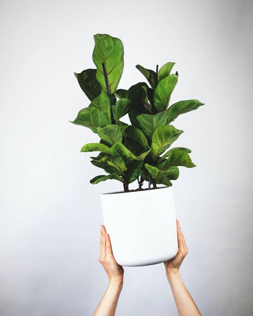 ficus-lyrata ficus-lyrata
