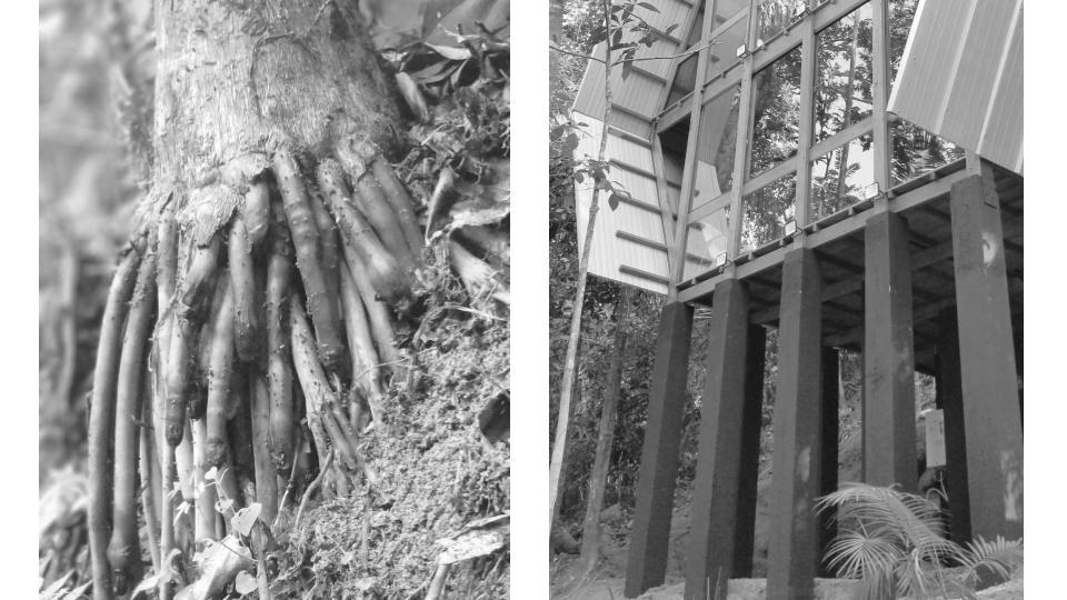 marko-brajovic-cria-casa-macaco-em-floresta-de-paraty-casa.com-17 marko-brajovic-cria-casa-macaco-em-floresta-de-paraty-casa.com-17