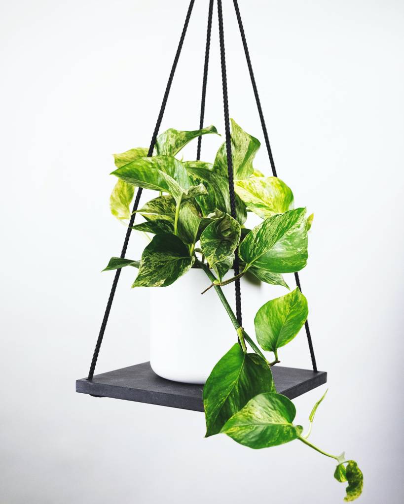 planta-jiboia planta-jiboia